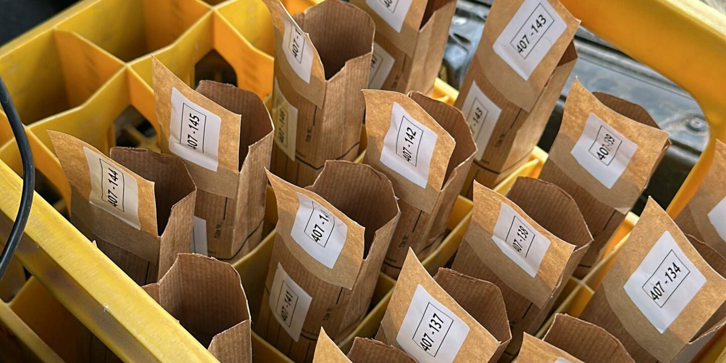 bodenproben_steinfeldt_foto_22_nematoden